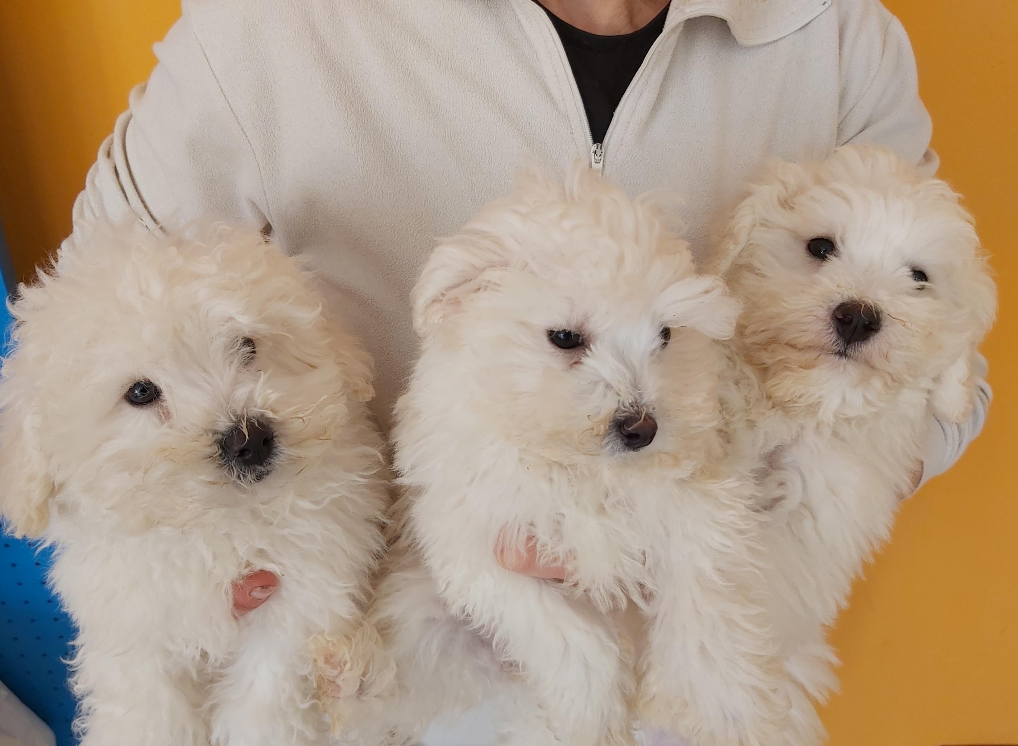 CUCCIOLI DISPONIBILI IN SEDE